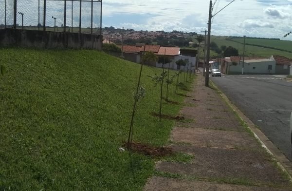 São Manuel implanta programa de arborização de espaços públicos e áreas verdes