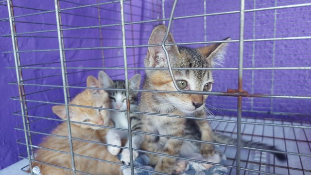 Botucatu terá feirinha de doação de cães e gatos neste domingo