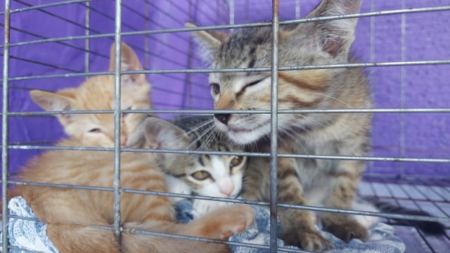 Botucatu terá feira de adoção de cães e gatos neste domingo (29)