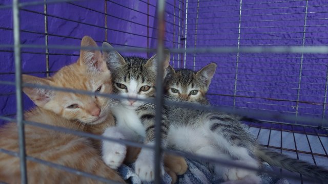 Animais de estimação poderão ter guarda compartilhada entre tutores