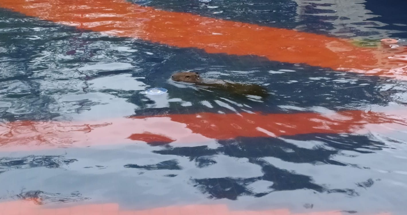 Capivara atravessa avenida e se refresca em lago na Praça Brasil-Japão