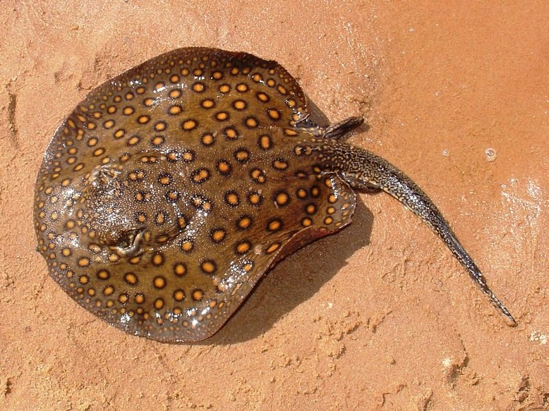 Arraias fluviais sobem o Rio Tietê e podem causar acidentes graves, indica pesquisa da Unesp Botucatu