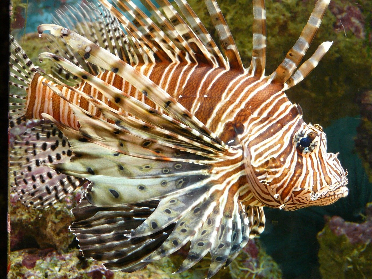 Professor da Unesp de Botucatu alerta para riscos da invasão de Peixe-Leão no Brasil