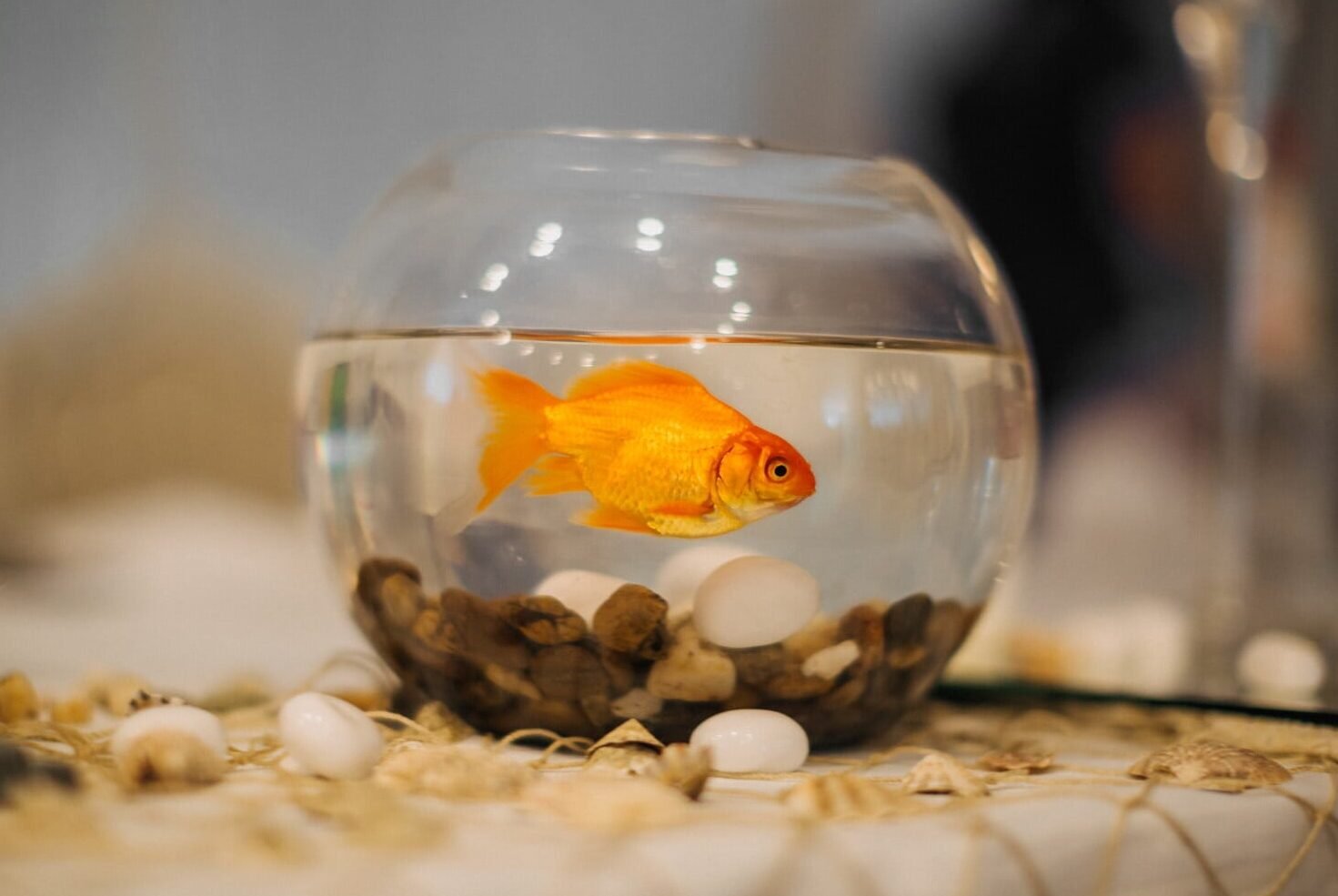Espécies mais comuns de peixes ornamentais não se adaptam a aquários redondos
