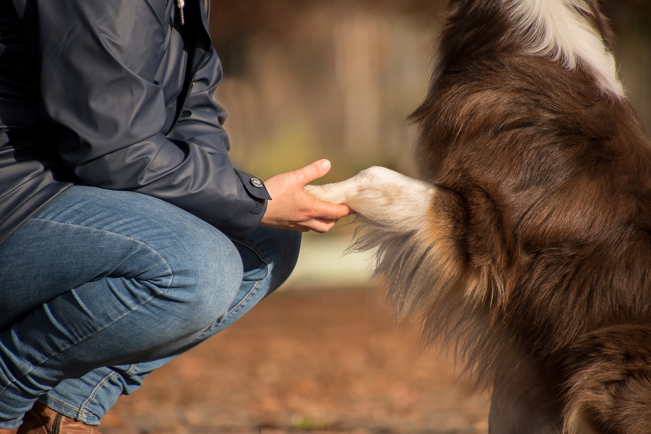 Adotar um cachorro é passo importante para uma vida mais ativa