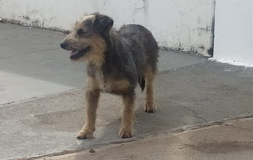 Botucatu: homem é detido após abandonar cachorro em rua