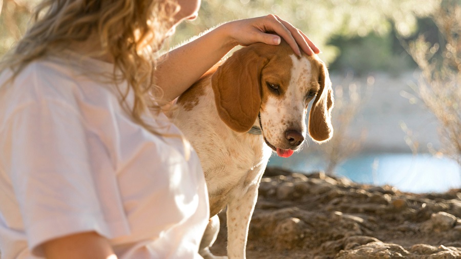 Tutores de cachorros têm risco menor de deficiências na velhice, diz estudo