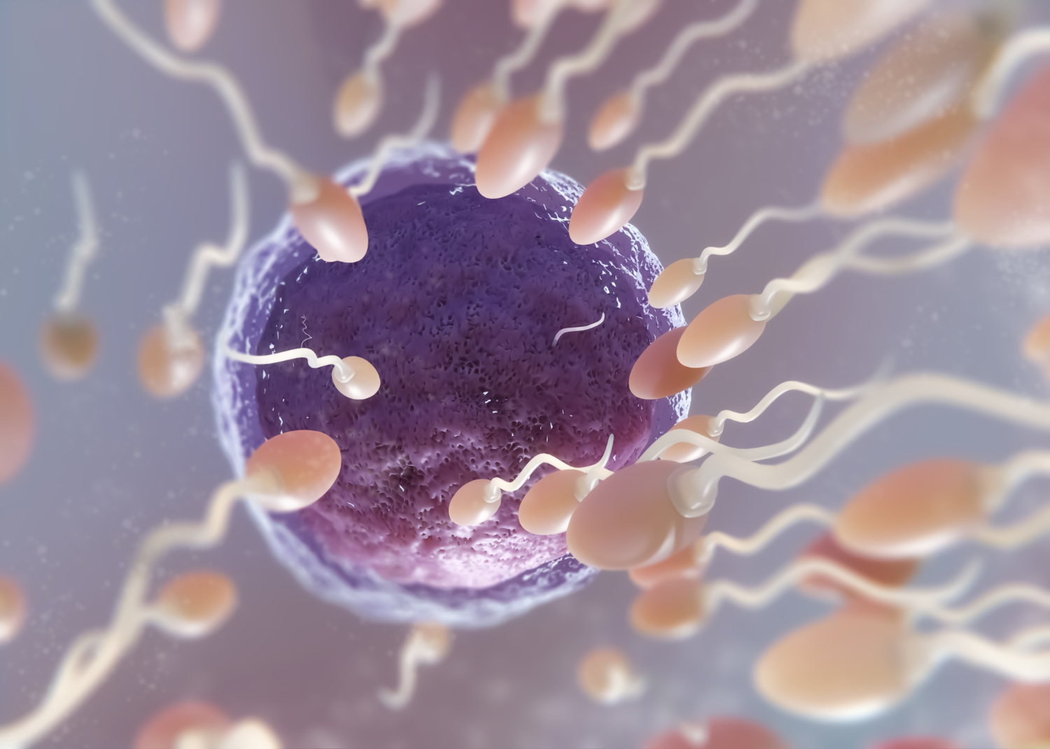 Contraceptivo masculino em estudo inibe a mobilidade do espermatozoide sem uso de hormônio