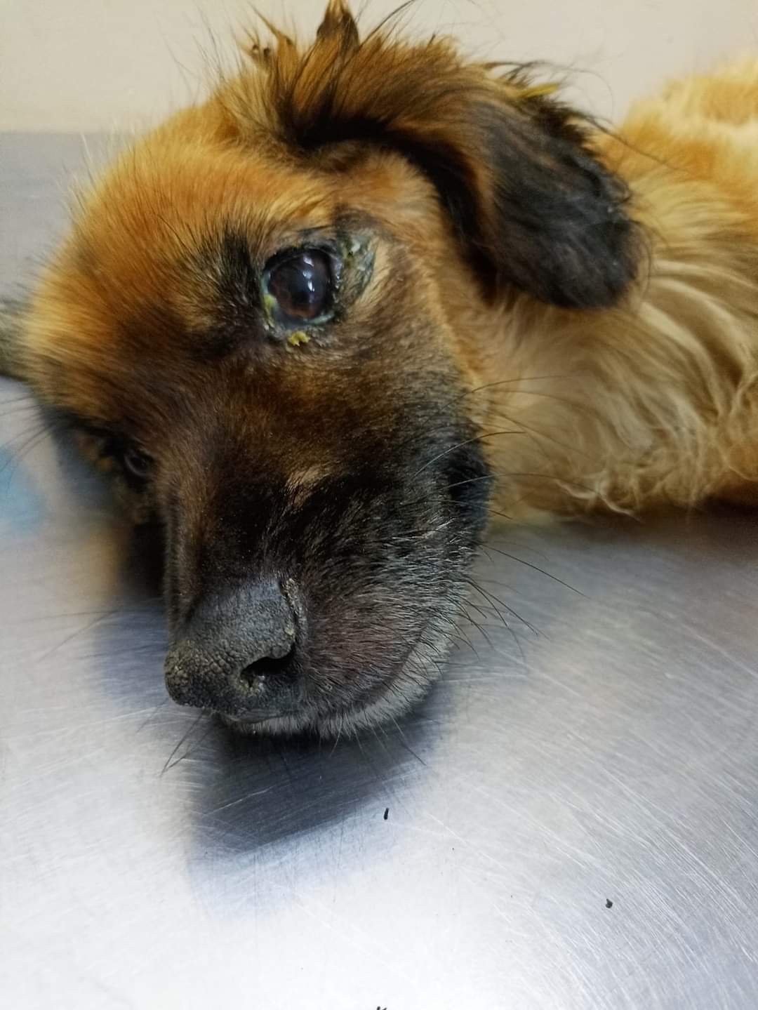 Botucatu: cão doente é resgatado e tutor denunciado por maus tratos