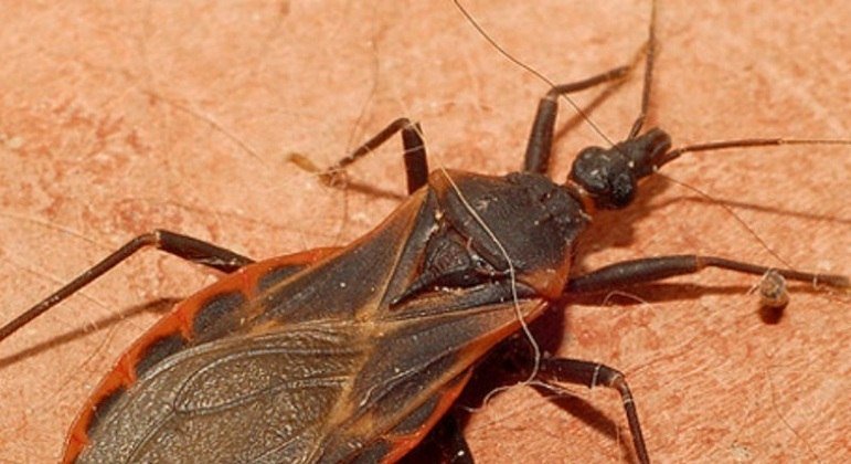 Cerca de 70% de contaminados pela doença de Chagas na América Latina não têm diagnóstico