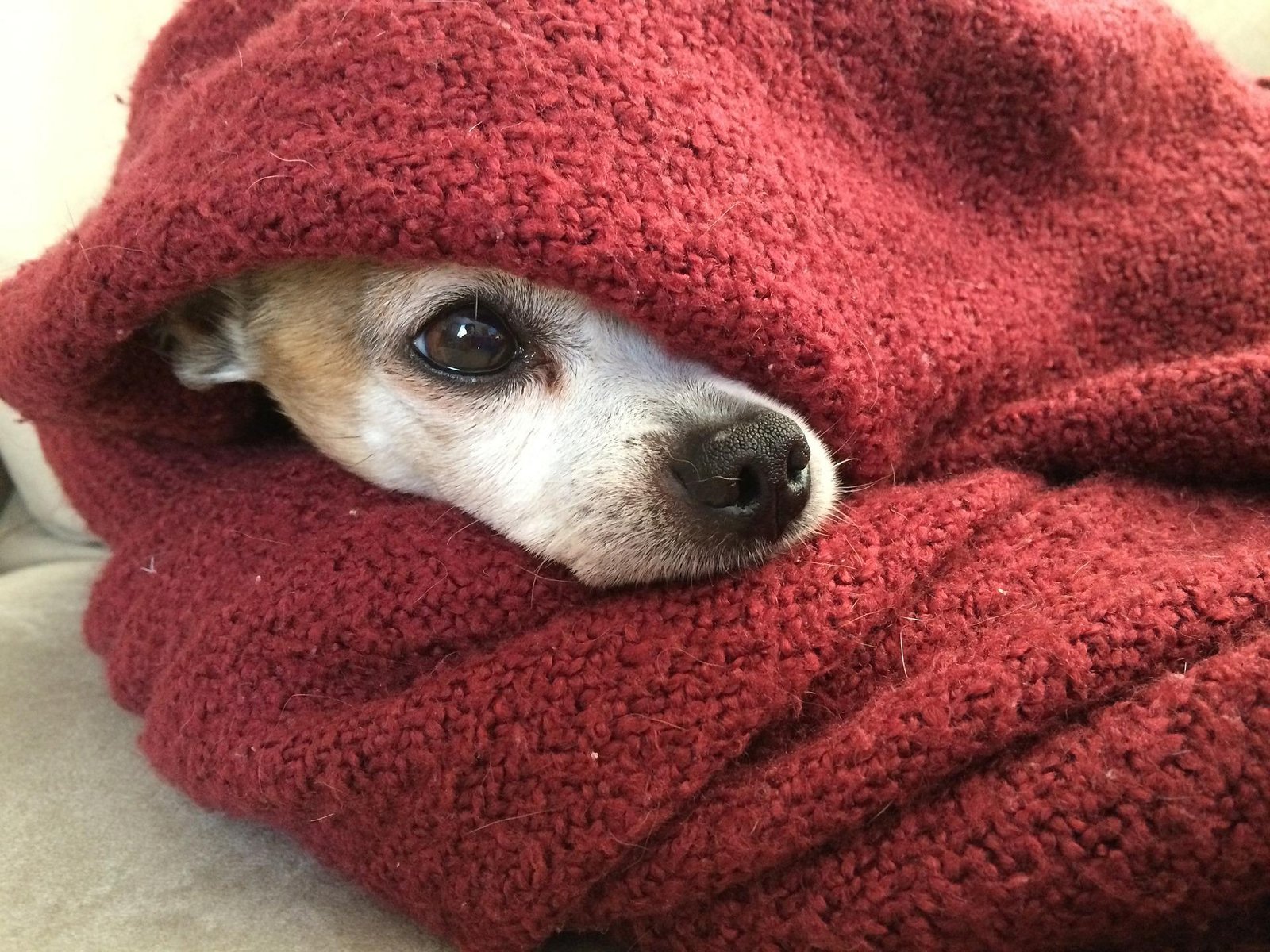 Cuidados com os cães e gatos no frio: veja como protegê-los