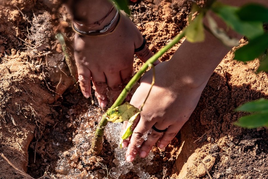 Empresa promove plantio de 3100 mudas de árvores em Botucatu