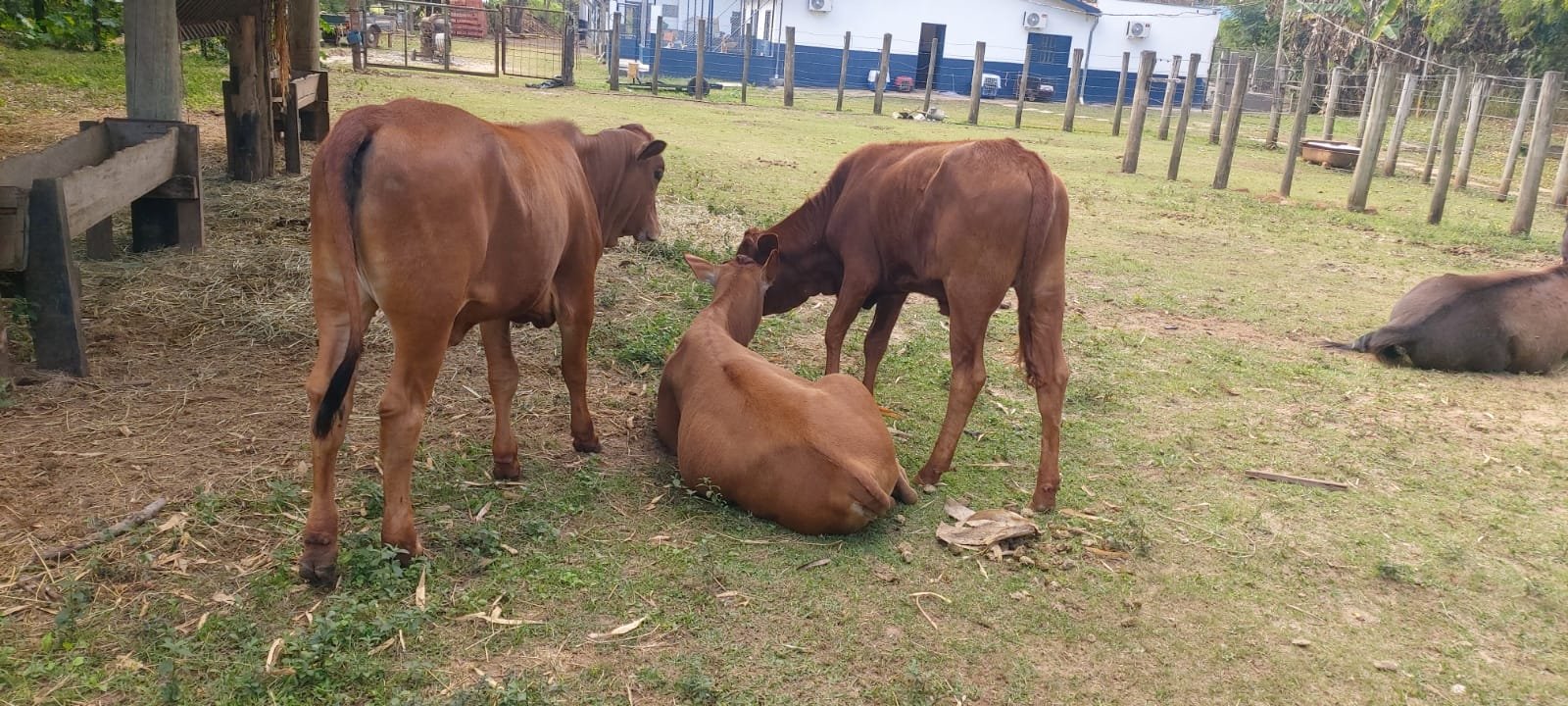 Polícia de Botucatu recupera bezerros e égua furtados de haras