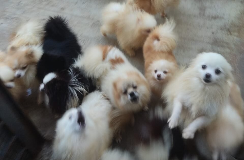 Cães resgatados pela polícia continuam sob cuidados da Vigilância Ambiental