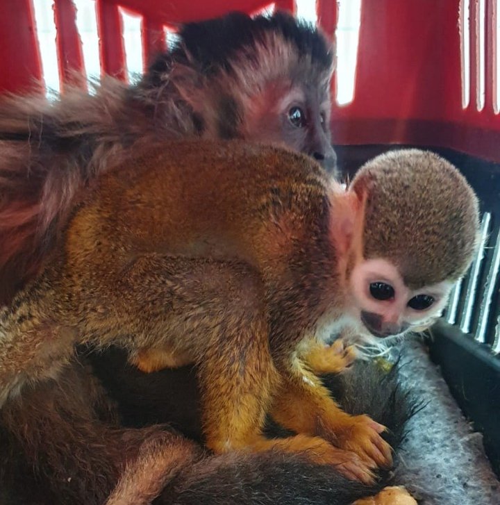 Botucatu: casal é detido por transportar macacos ilegalmente