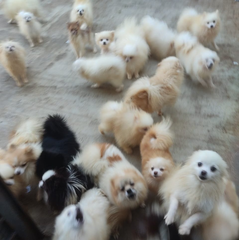 Polícia de Botucatu resgata mais de 50 cães vítimas de maus tratos