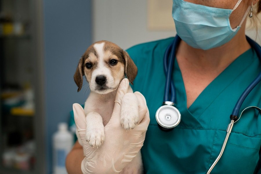 Resolução regulamenta telemedicina veterinária no país