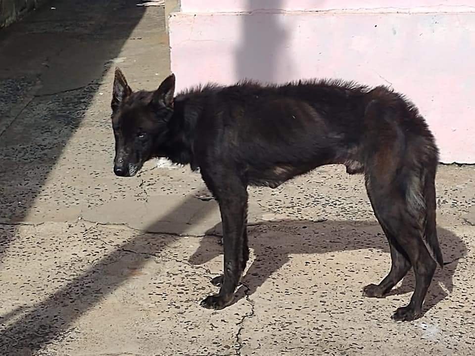 Botucatu: cachorro é resgatado debilitado após abandono de tutor