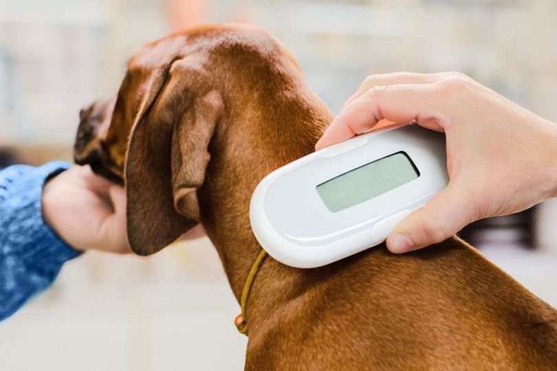Vigilância Ambiental de Botucatu resgata, por meio de microchip de monitoramento, dois cães abandonados