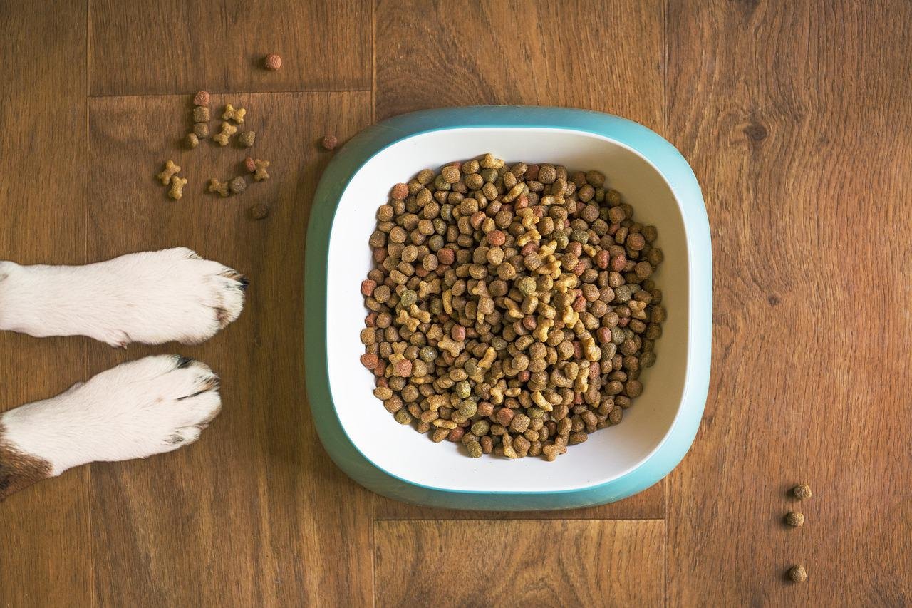 Alimentação vegana para pets sem orientação pode resultar em problemas de saúde