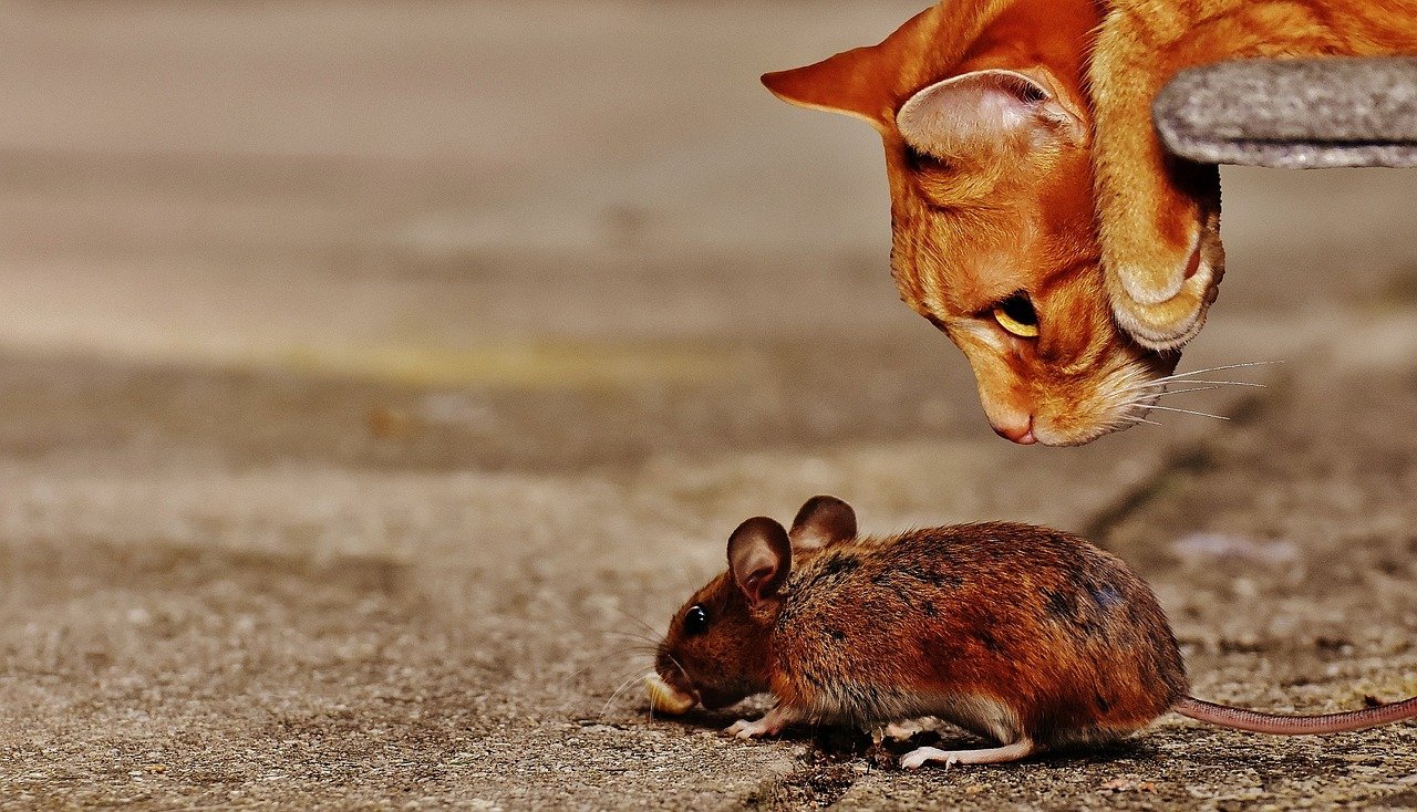 Proliferação de ratos representa ricos à saúde de pets
