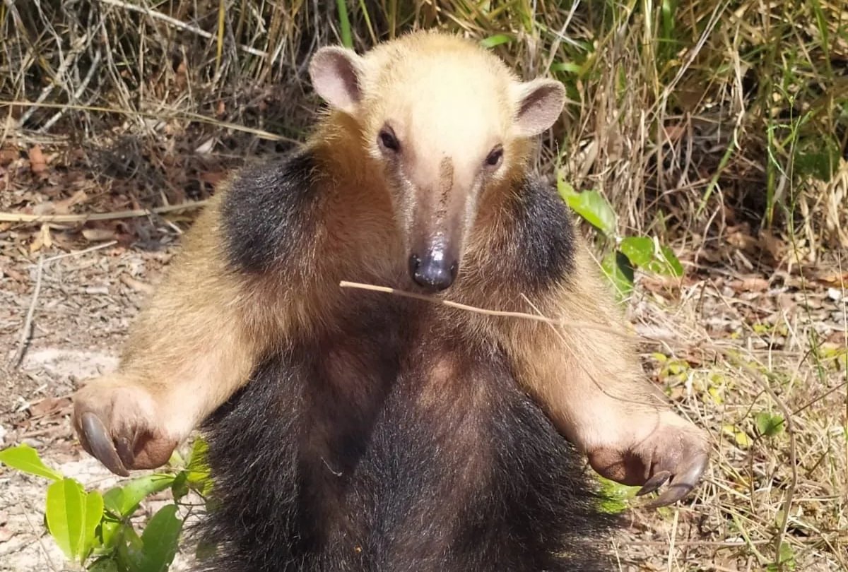 Botucatu: tamanduá é resgatado na Vila Maria