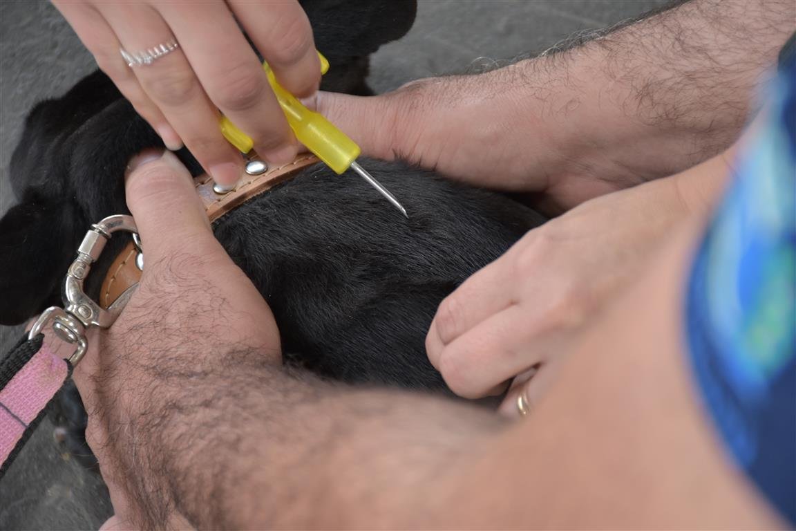 Unesp e Prefeitura farão ação sobre causa animal de Rubião Júnior