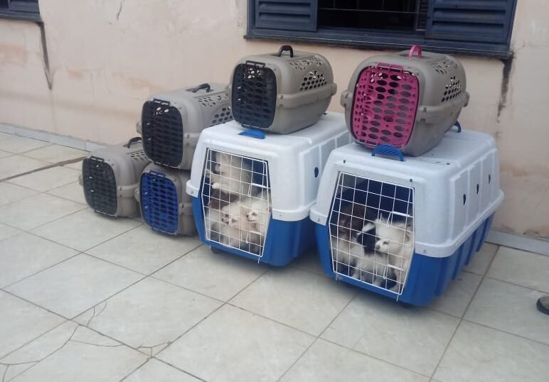 Botucatu: mulher é presa por maus-tratos a animais; ela mantinha 18 cães na casa