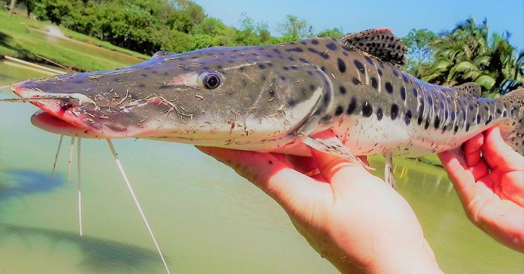 Pesca do pintado será proibida a partir de dezembro em todo o país