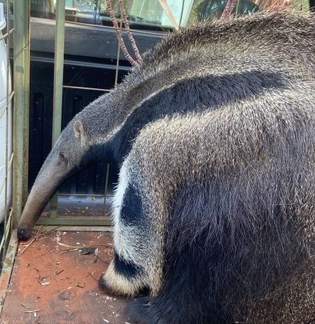 Tamanduá-bandeira é resgatado no Catâneo Ângelo, em São Manuel