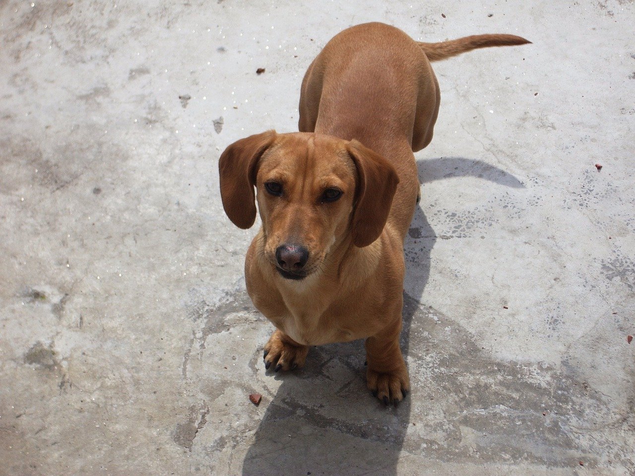 Unesp de Botucatu faz ações para prevenção ao câncer de mama em pets