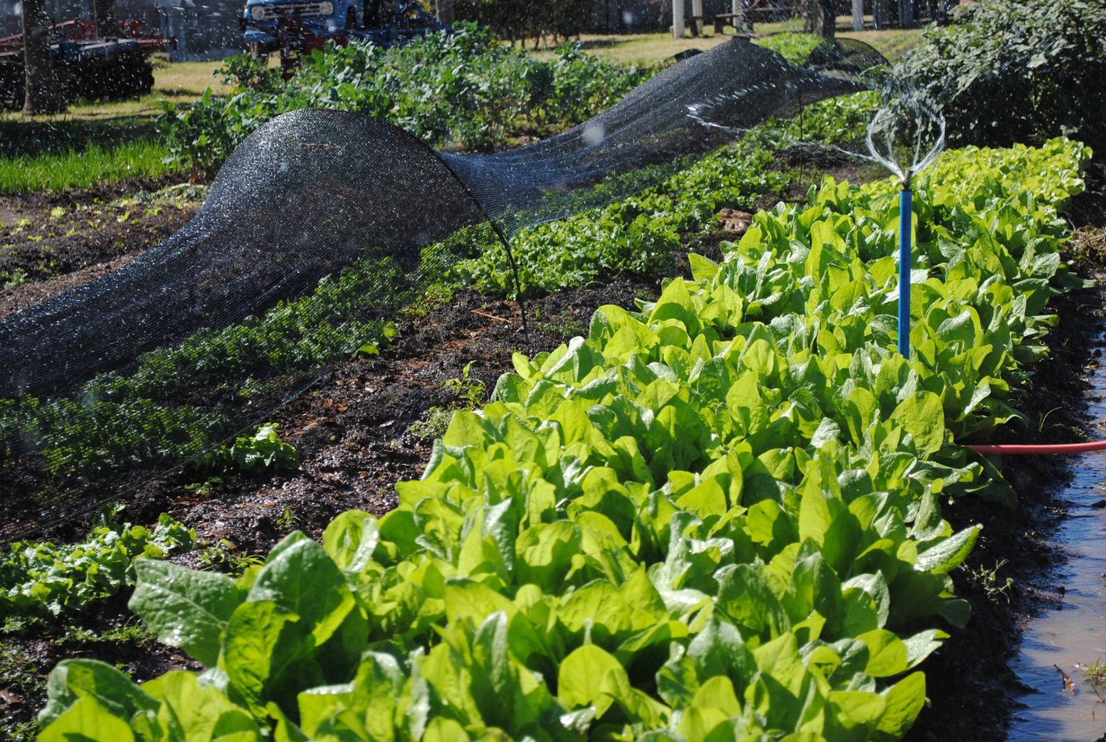 Hortas comunitárias oferecem alimentos direto do produtor e com preço acessível