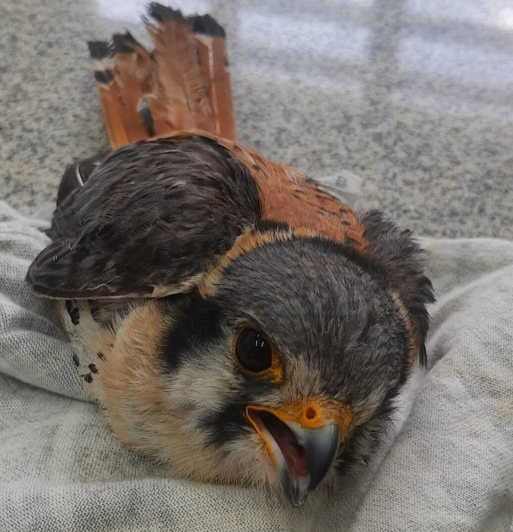 Falcão-americano é resgatado ferido na área urbana de Botucatu