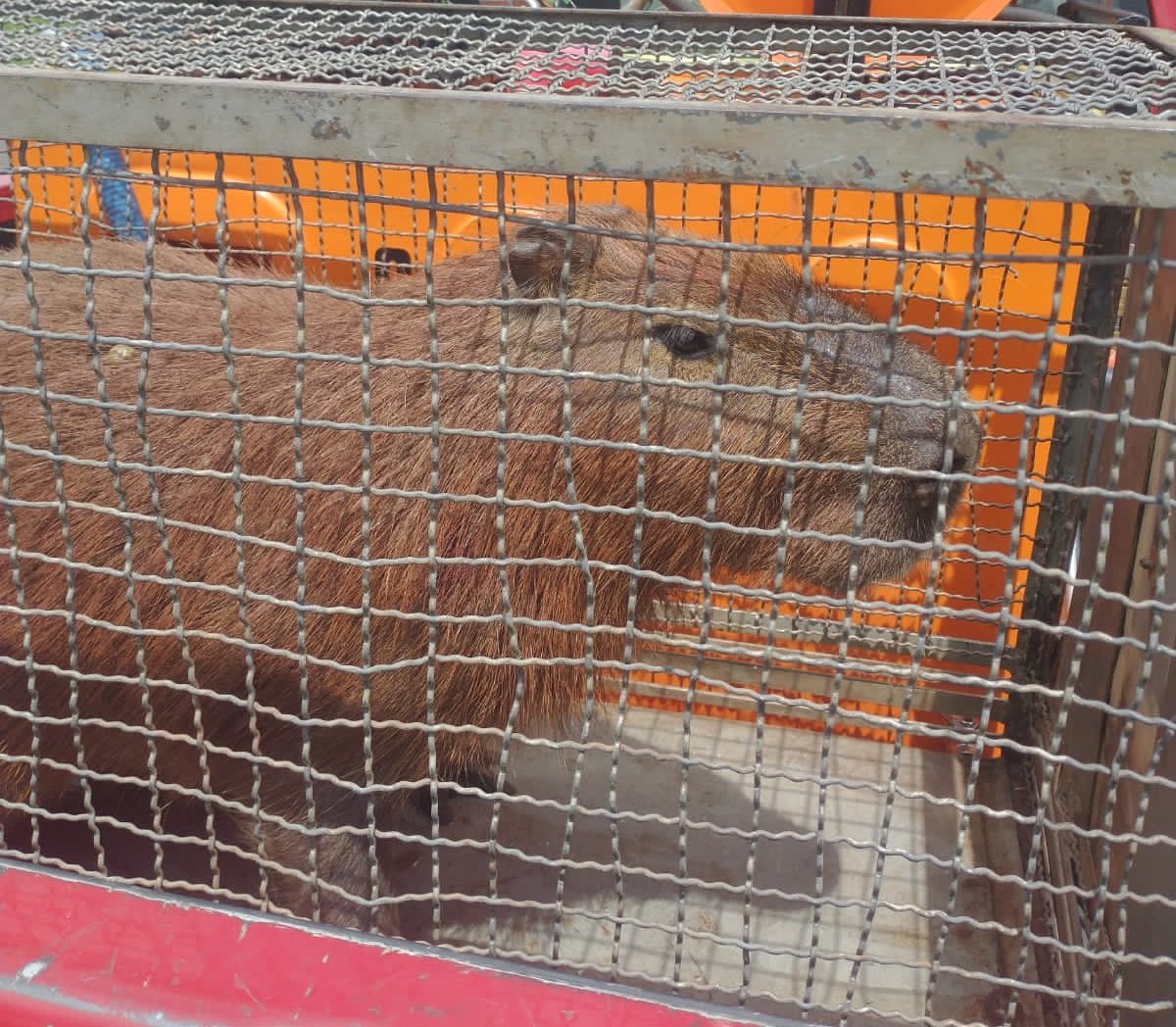 Capivara é resgatada em avenida de Botucatu