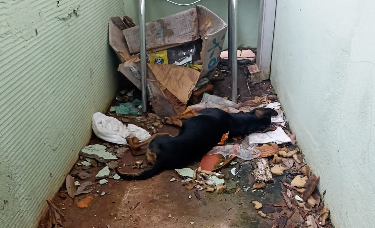 Botucatu: tutoras são presas por maus-tratos a cachorros; um dos animais estava morto