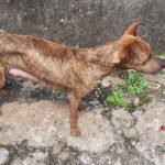 cachorro maus tratos