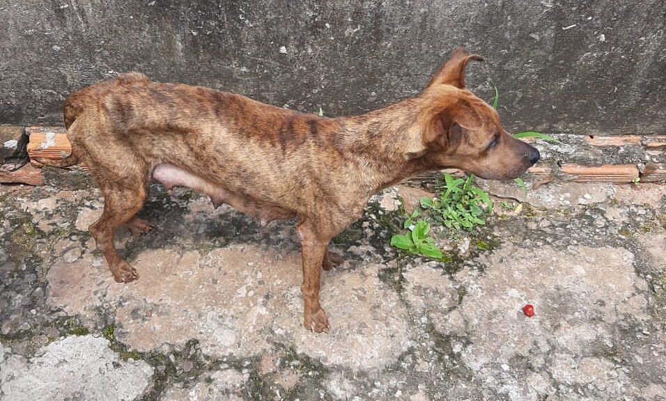 Botucatu: flagrante de maus-tratos com cães extremamente desnutridos
