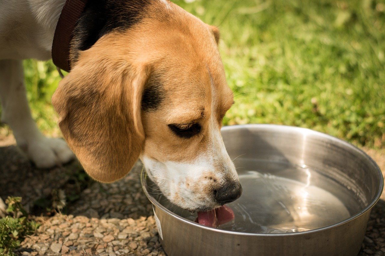 Calor intenso exige cuidados especiais com animais de estimação