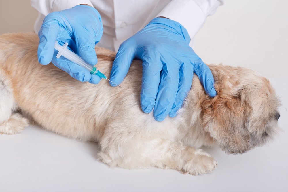 Avaré promoverá vacinação de cães e gatos contra raiva na terça (13)