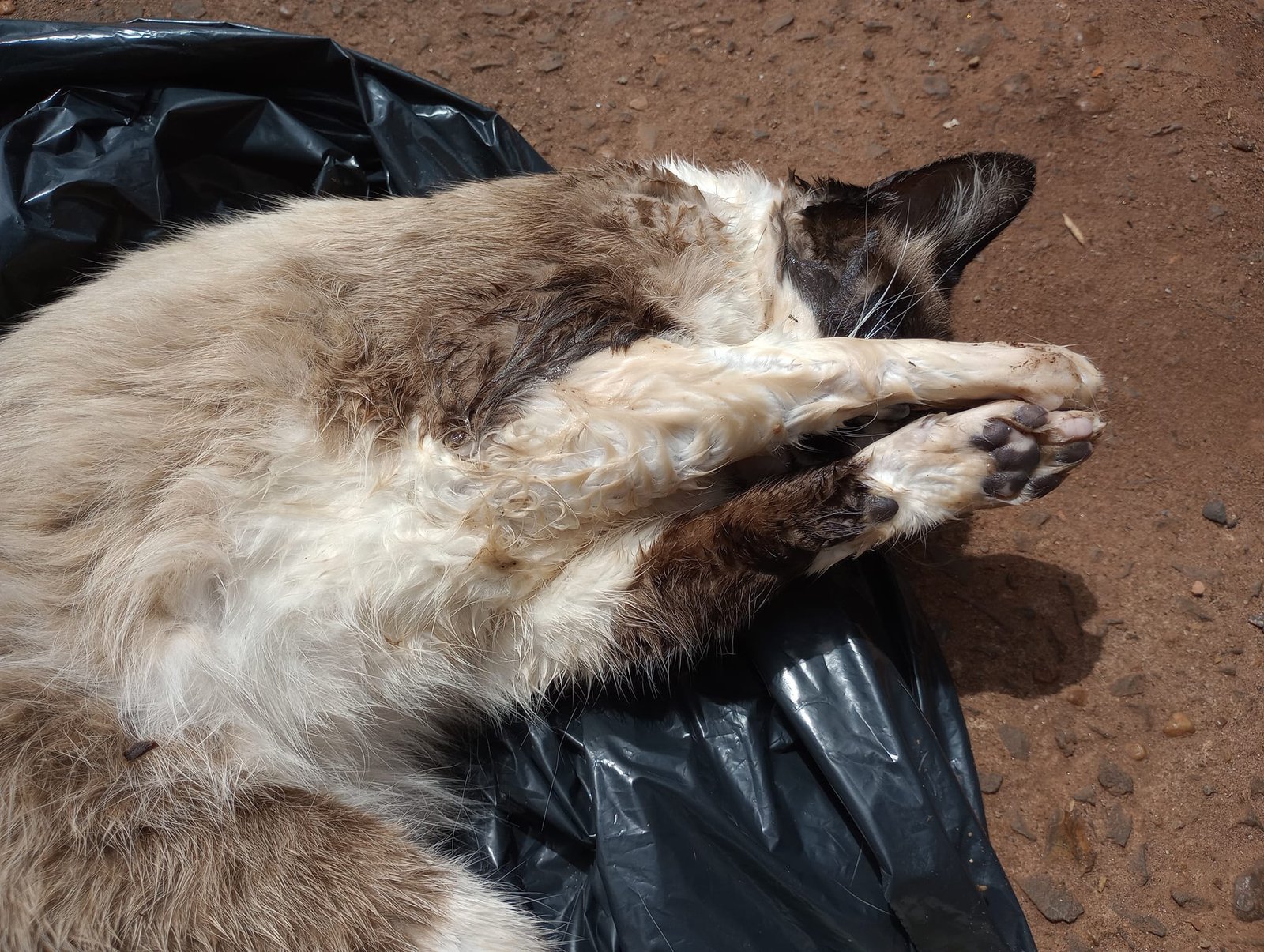 Botucatu: homem é acusado de envenenar gatos de vizinha