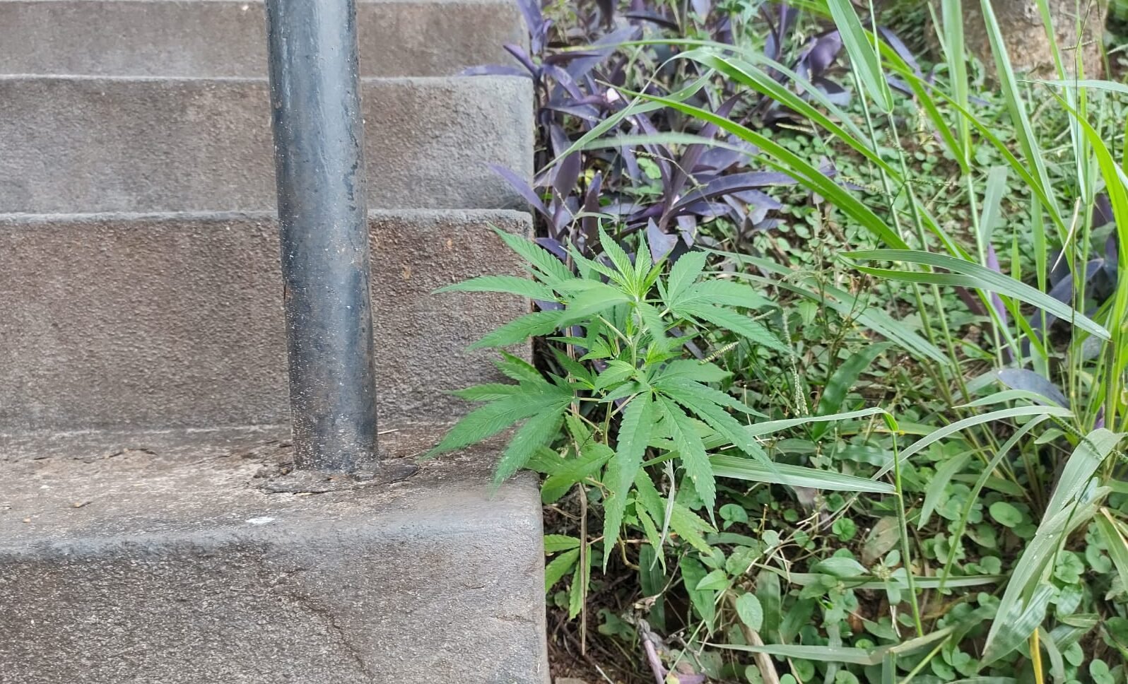 Morador flagra pé de cannabis plantado na Praça do Paratodos