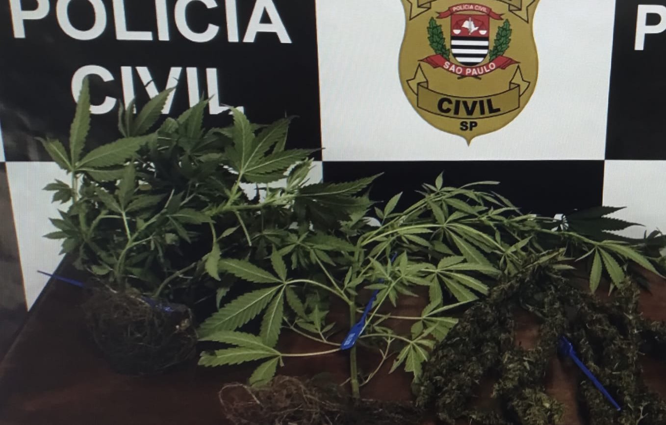 Polícia prende homem com plantação de maconha em casa