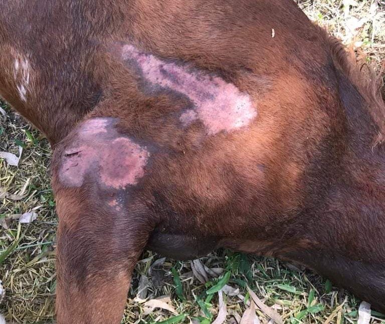 Cavalo é resgatado ferido e agonizando em terreno; proprietário foi levado para delegacia