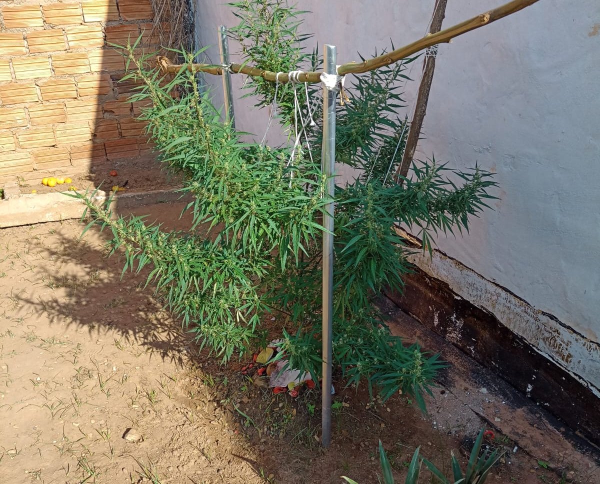 Polícia flagra plantação de maconha em quintal de casa