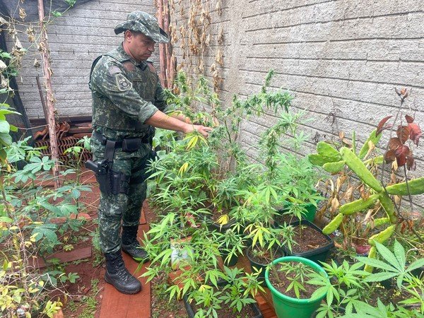 Homem é preso por cultivar 30 pés de maconha em casa