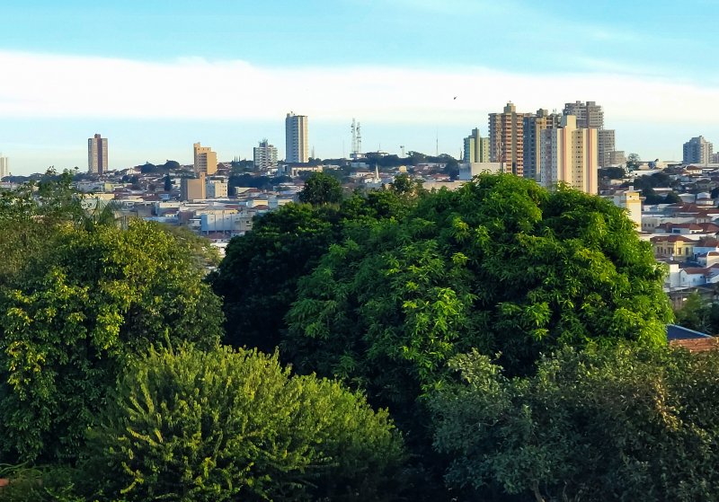 Botucatu terá programa para revitalizar arborização da área urbana