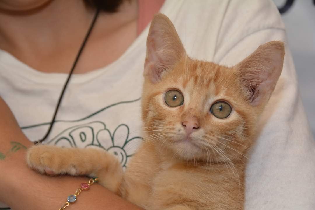 Botucatu oferecerá 15 mil castrações gratuitas de cães e gatos
