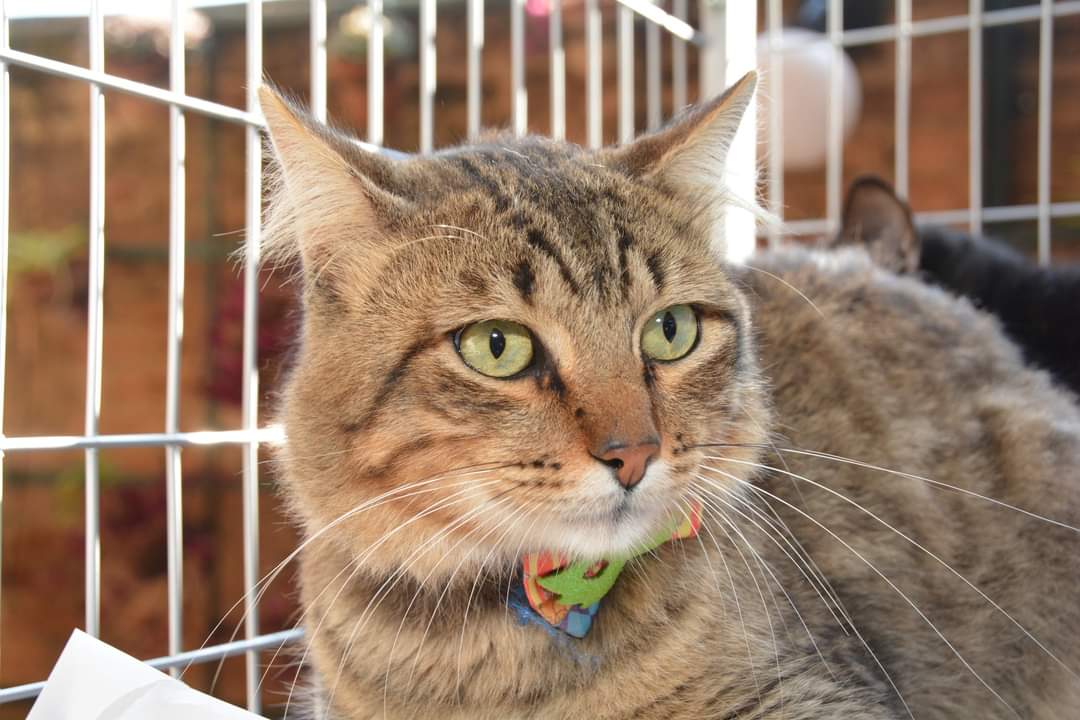 Botucatu torna obrigatória notificação de casos de esporotricose animal