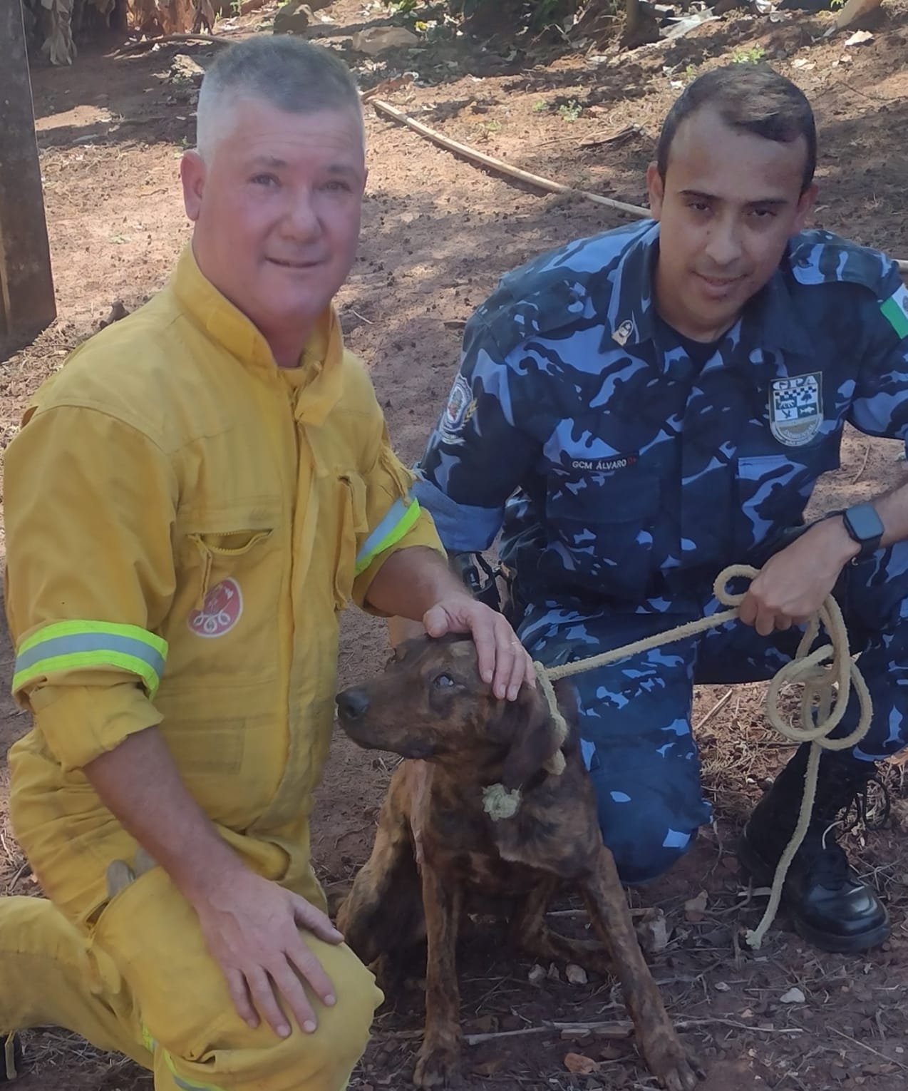 Cachorro cai em erosão de 12 metros e é salvo pelos bombeiros