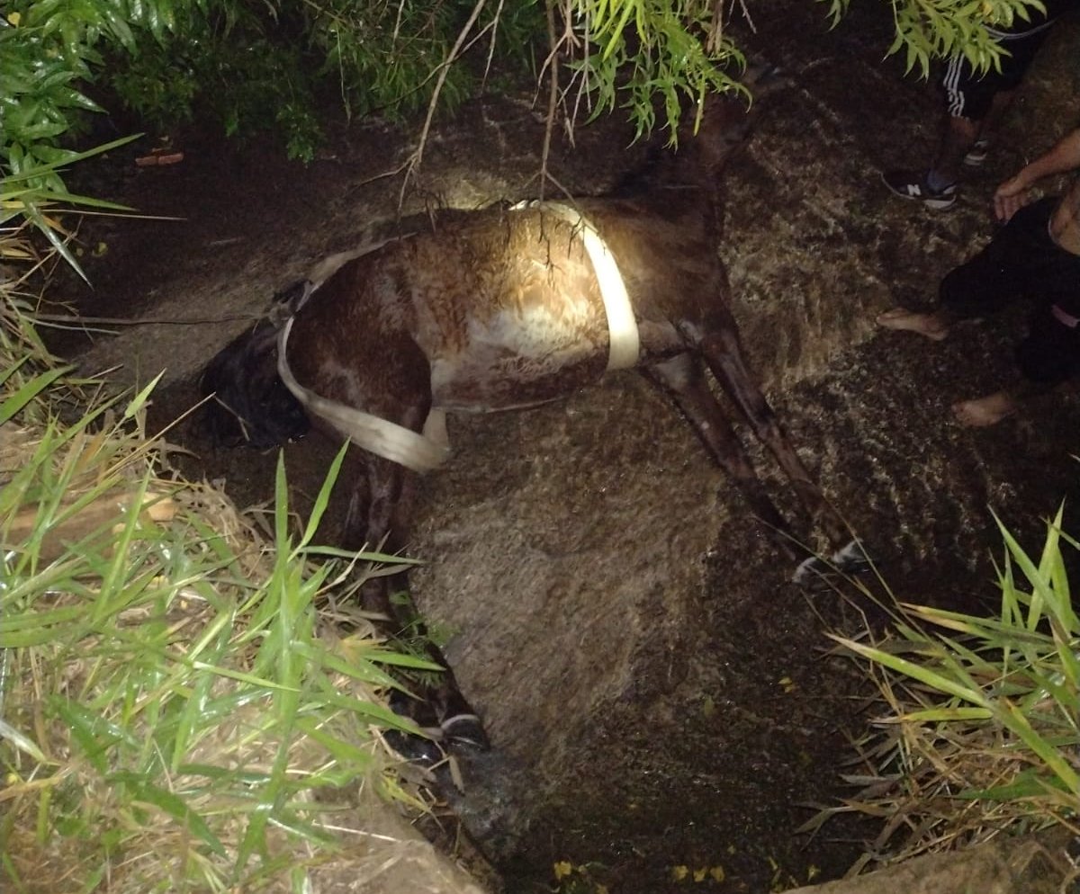 Cavalo é resgatado após cair em canaleta de três metros
